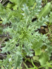 Eryngium hookeri