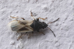 Metopoplax