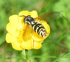 Chrysotoxum elegans
