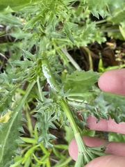 Eryngium hookeri