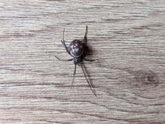 Steatoda grossa