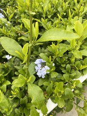 Plumbago auriculata
