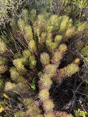Serruria cyanoides