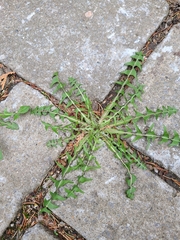 Magnoliopsida