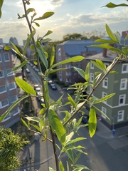 Elaeagnus multiflora