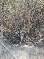 Asterohyptis stellulata