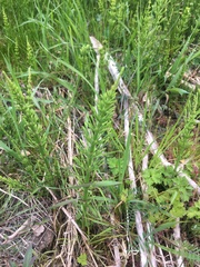 Equisetum arvense