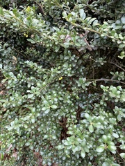 Buxaceae