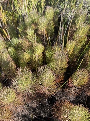 Serruria cyanoides