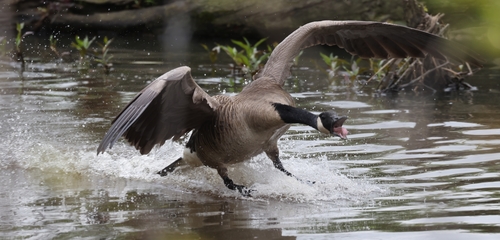 Canada Goose photographed in Virginia