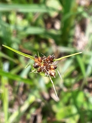 Rhynchospora globularis