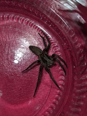 Tomopisthes