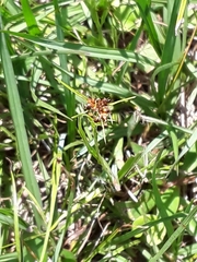 Rhynchospora globularis