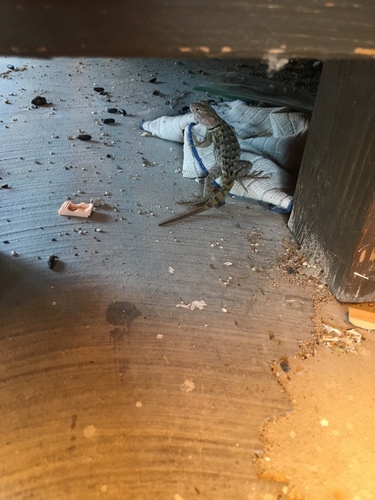 iNaturalist observation photo of Desert Spiny Lizard