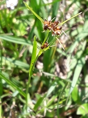 Rhynchospora globularis