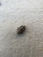 Hippodamia falcigera