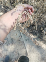 Asterohyptis stellulata