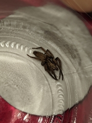Tomopisthes