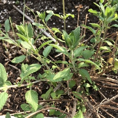 Salvia microphylla
