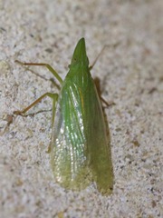 Rhynchomitra recurva