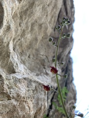 Scrophularia tanacetifolia