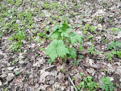 Aconitum septentrionale