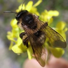 Andrena nigroaenea