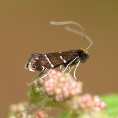 Adela septentrionella