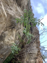 Scrophularia tanacetifolia