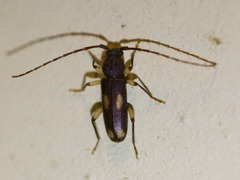 Tylonotus bimaculatus