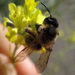 Andrena nigroaenea