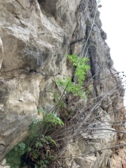 Scrophularia tanacetifolia