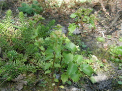 Hylotelephium populifolium
