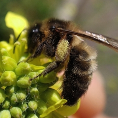 Andrena nigroaenea