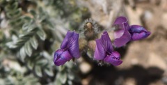 Oxytropis oreophila