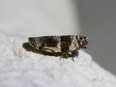 Catonia texana
