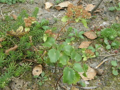 Hylotelephium populifolium