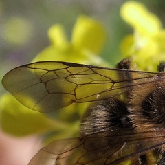 Andrena nigroaenea
