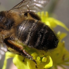 Andrena nigroaenea