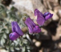 Oxytropis oreophila