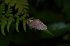 Nothomiza flavicosta