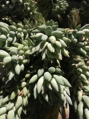 Chenolea diffusa