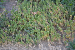 Lepidium oblongum