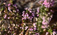 Erica placentiflora