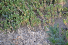 Lepidium oblongum