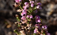 Erica placentiflora