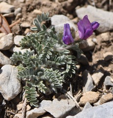 Oxytropis oreophila