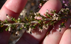 Erica placentiflora