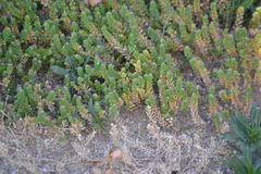 Lepidium oblongum