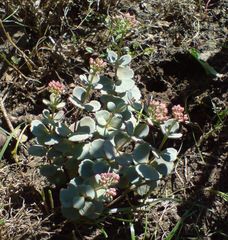 Hylotelephium sieboldii